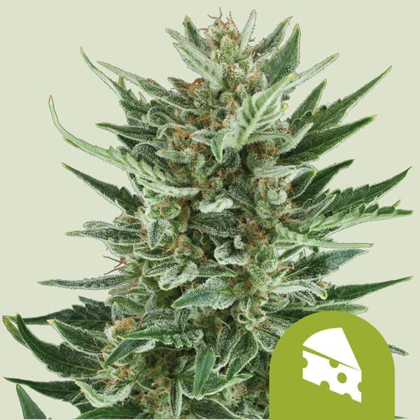 ROYAL CHEESE AUTO X10-ROYAL QUEEN