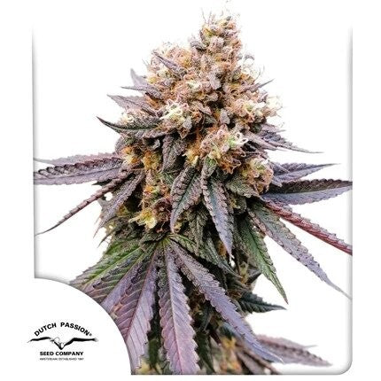 GMO FAST X3-DUTCH PASSION