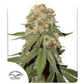 ORANGE BUD FEM X25-DUTCH PASSION