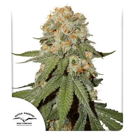 ORANGE BUD FEM X25-DUTCH PASSION