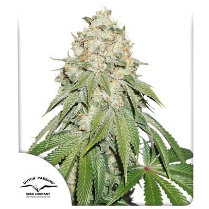 BANANA BLAZE FEM X25-DUTCH PASSION