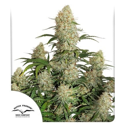 CRITICAL ORANGE PUNCH AUTO X25-DUTCH PASSION