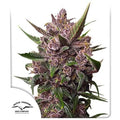 BLACKBERRY KUSH AUTO X25-DUTCH PASSION