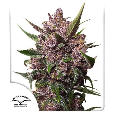 BLACKBERRY KUSH AUTO X25-DUTCH PASSION