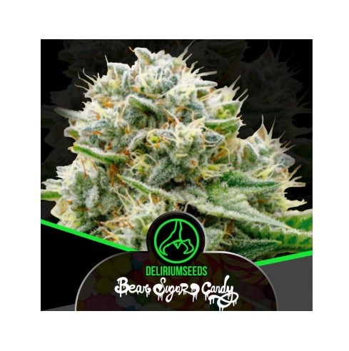 BEAR SUGAR CANDY FAST X1-DELIRIUM SEEDS
