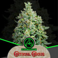 CRITICAL CIRCUS FEM X2-DELIRIUM SEEDS