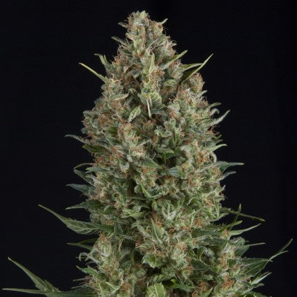 WEMBLEY FEM X5+2-PYRAMID SEEDS