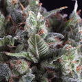 OLYMPIA FEM X5+2-PYRAMID SEEDS
