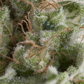 AMERICAN PIE AUTO X5+2 -PYRAMID SEEDS