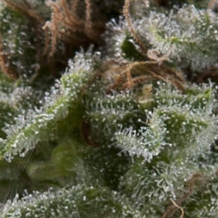 LENNON AUTO X5+2 -PYRAMID SEEDS