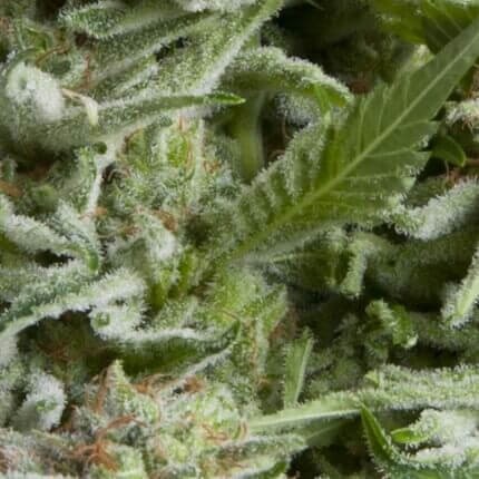 ALPUJARREÑA AUTO X5+2 -PYRAMID SEEDS