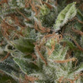 WEMBLEY AUTO X5+2 -PYRAMID SEEDS