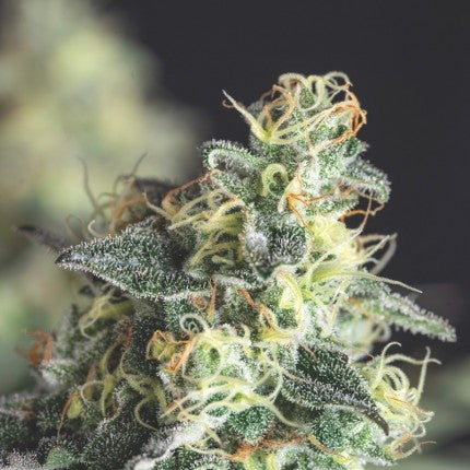 LEMON LARRY OG FEM X3+1-PYRAMID SEEDS