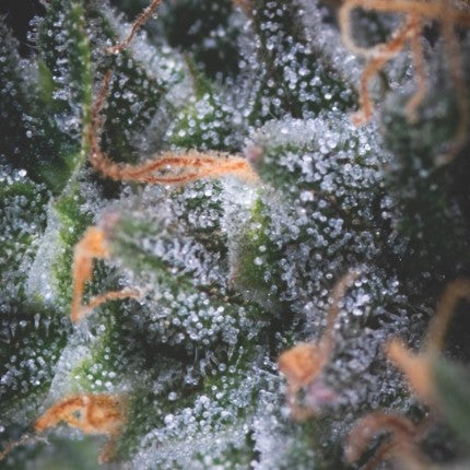 BLACK CHERRY PUNCH AUTO X3+1-PYRAMID SEEDS