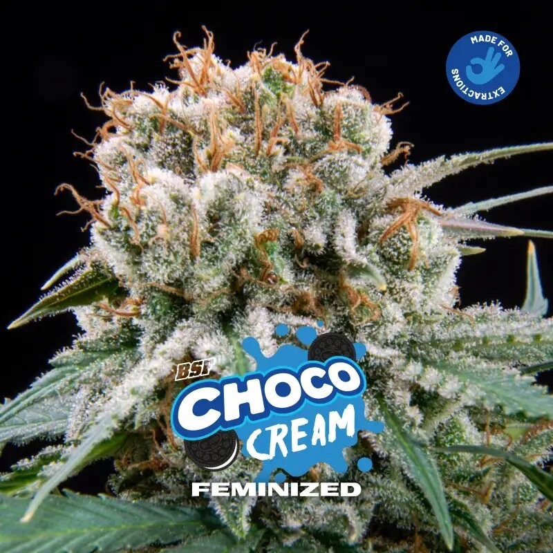 CHOCO CREAM FEM X7-BSF