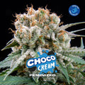 CHOCO CREAM FEM X7-BSF