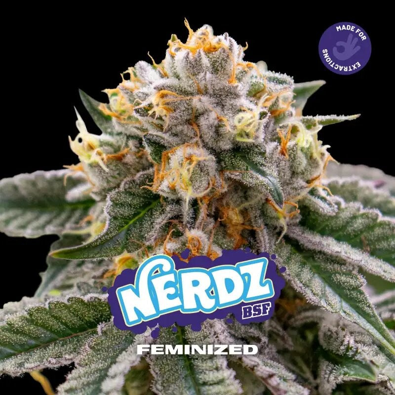 NERDZ FEM X2-BSF