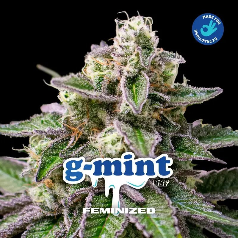 G-MINT FEM X12-BSF - imagen 2
