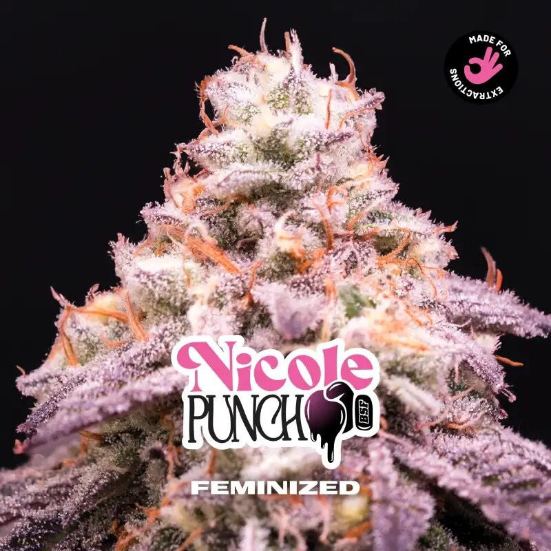 NICOLE PUNCH FEM X12-BSF - imagen 2