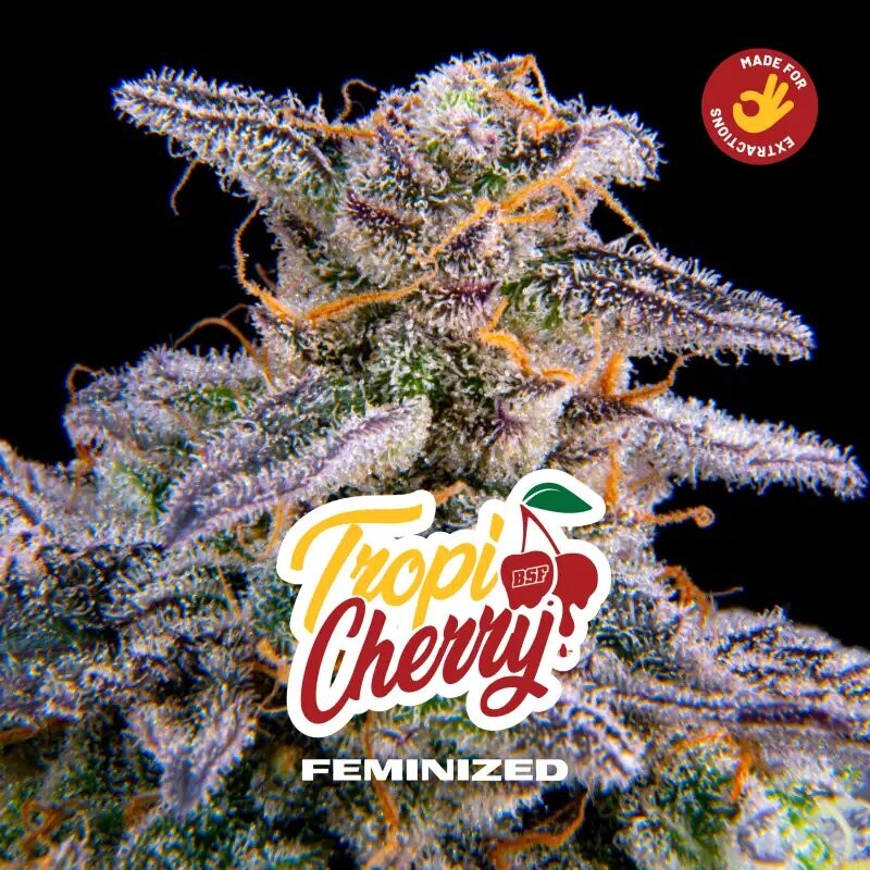 TROPI CHERRY FEM X7-BSF - imagen 3