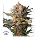 FROZEN BISCOTTI AUTO X3-DUTCH PASSION