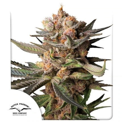 FROZEN BISCOTTI AUTO X3-DUTCH PASSION