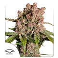 STRAWBERRY SODA AUTO X3-DUTCH PASSION