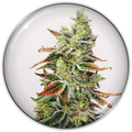 BANANA PURP FEM X3-MEDICAL SEEDS