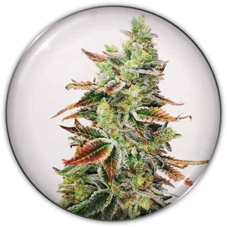 BANANA PURP FEM X3-MEDICAL SEEDS