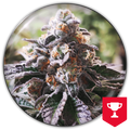 COOKIES PURPLE PUNCH FEM X3-MEDICAL SEEDS