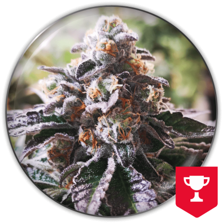COOKIES PURPLE PUNCH FEM X3-MEDICAL SEEDS
