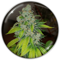 ZKITTLEZ FEM X3-MEDICAL SEEDS