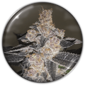GELATO 242 FEM X3-MEDICAL SEEDS