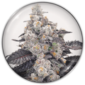 PINK SHERBERT FEM X3-MEDICAL SEEDS