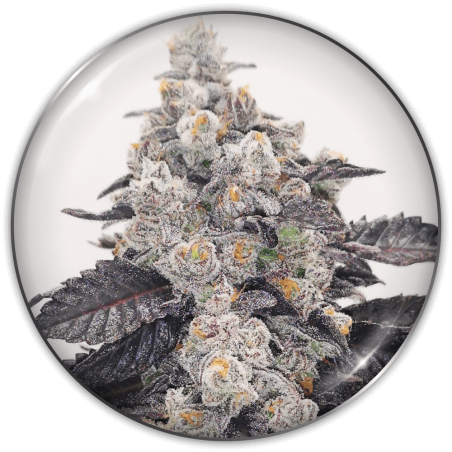 PINK SHERBERT FEM X3-MEDICAL SEEDS