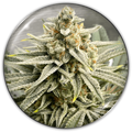 GRAPE FUEL FEM X3-MEDICAL SEEDS