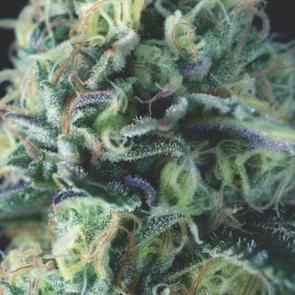 COOKIES AUTO X3+1 - PYRAMID SEEDS