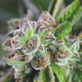 WATERMELON ZKITTEZ FEM X3+1-PYRAMID SEEDS