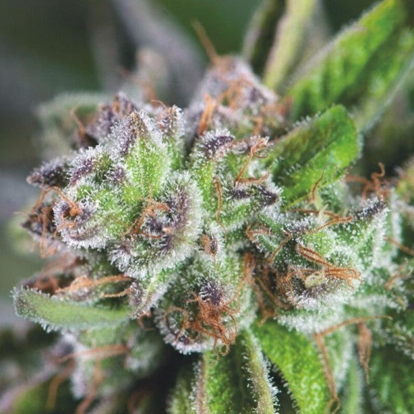 WATERMELON ZKITTEZ FEM X3+1-PYRAMID SEEDS