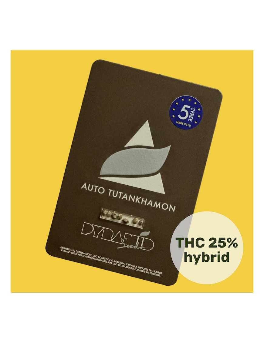 TUTANKHAMON AUTO X50-PYRAMID SEEDS