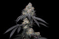 BRRBERRY X FRUITY PEBBLES OG X25-SECRET FILE