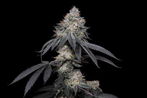 BRRBERRY X FRUITY PEBBLES OG X25-SECRET FILE