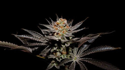 FUJI X FRUITY PEBBLES OG X25-SECRET FILE