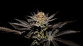 FUJI X FRUITY PEBBLES OG X3+1-SECRET FILE