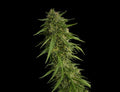 SOUR NANA X FRUITY PEBBLES OG X3+1-SECRET FILE