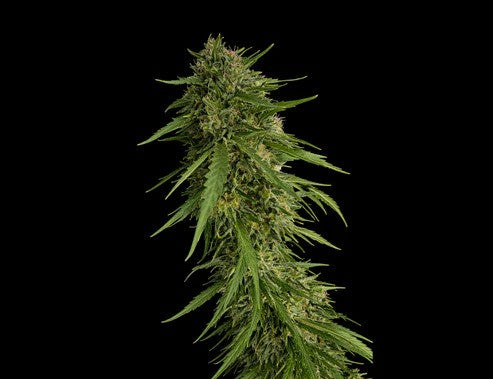SOUR NANA X FRUITY PEBBLES OG X3+1-SECRET FILE