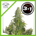 ULTIMATE AUTO X3+1-DUTCH PASSION