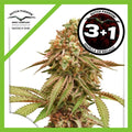 TROPICAL TANGIE FEM X3+1-DUTCH PASSION