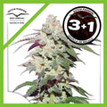 SKYWALKER HAZE FEM X3+1-DUTCH PASSION