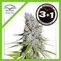 SKUNK HAZE CBD FEM X3+1-DUTCH PASSION